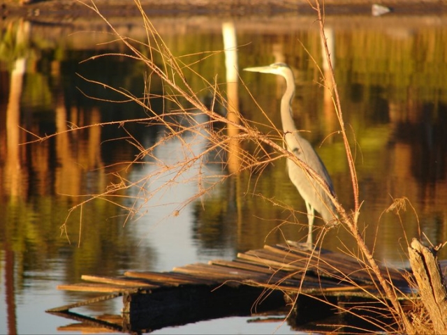  Heron 散步 